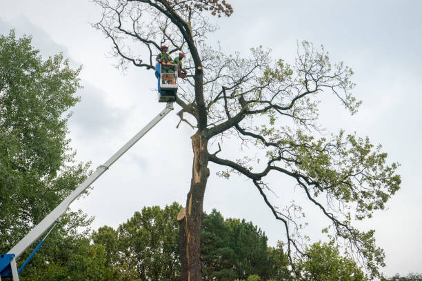 Best Commercial Tree Services  in Silverdale, WA