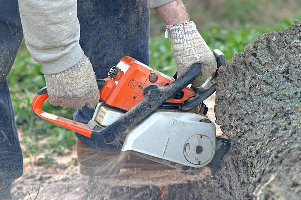 Silverdale, WA Tree Services Company