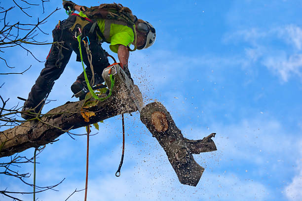 Best Utility Line Clearance  in Silverdale, WA